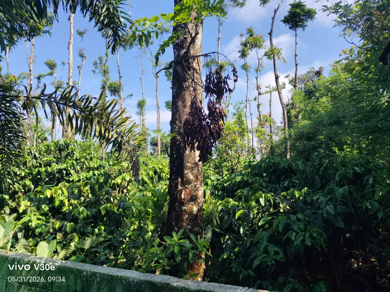 Coffee Plantation