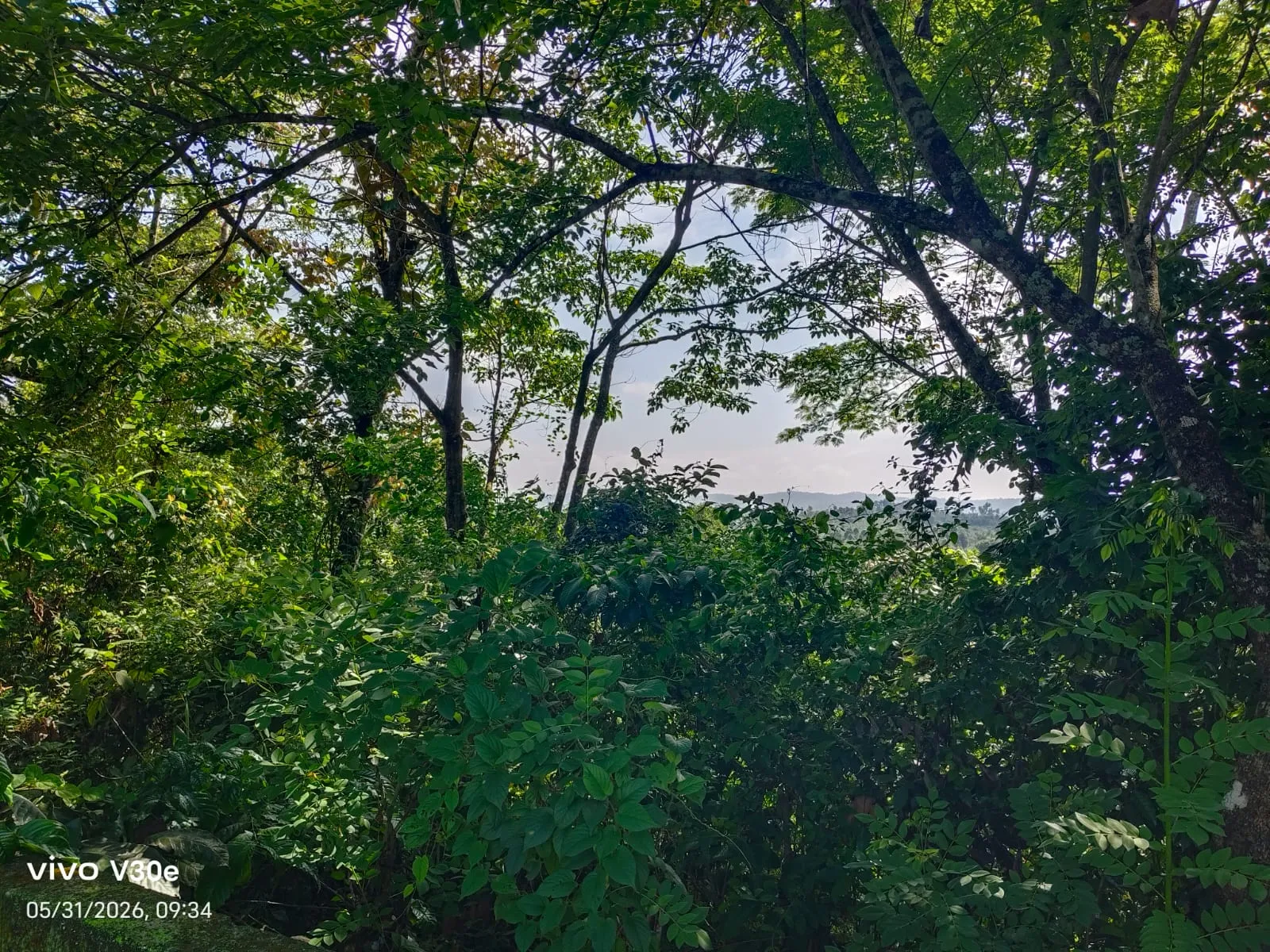 Plantation view